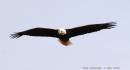 Bald_Eagle_Flying_3_1.jpg