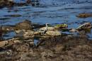 Ballycastle_Heron.jpg