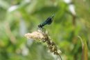 Banded_Demoiselle_Calopteryx_Splendens_6-7-2018.jpg