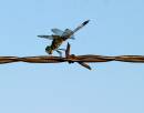 Barbed-wire-dragonfly-web.jpg