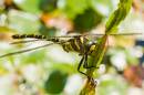 Bard-dragonfly_260610_0009.jpg