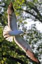 Barking-Gull.jpg