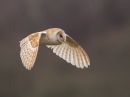 Barn_Owl-2.jpg
