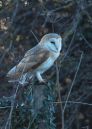 Barn_Owl11.JPG