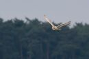 Barn_Owl3.jpg