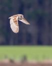 Barn_Owl6.jpg
