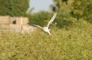 Barn_Owl_2.jpg