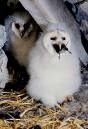Barn_Owl_chick_with_mouse.jpg