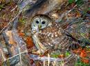 Barred_owl_DSC_5643_4.jpg