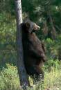 Bear.jpg