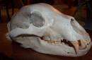 Bear_Skull.jpg