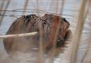 Beaver.jpg