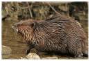 Beaver2-3590.jpg