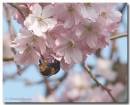 Bee020407-004_copy.jpg