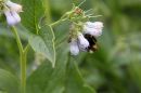 Bee12.jpg