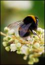 Bee13.jpg