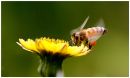 Bee16.jpg