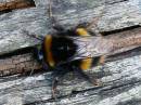Bee_02.jpg