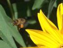 Bee_in_Flight.jpg