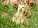 Bernaches_du_Canada_famille_Parc_r_gional_de_Longueuil_14-05-06_IMG_3610_c.jpg