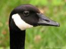 Bernaches_du_Canada_famille_Parc_r_gional_de_Longueuil_14-05-06_IMG_3620_c.jpg