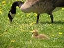 Bernaches_du_Canada_famille_Parc_r_gional_de_Longueuil_14-05-06_IMG_3710.jpg