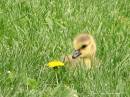 Bernaches_du_Canada_famille_Parc_r_gional_de_Longueuil_14-05-06_IMG_3828_c.jpg