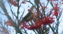 Berries_for_Breakfast_800.jpg