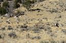 Big_Horn_Sheep_on_Whisky_Mountain_ARC_0860.jpg