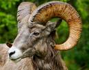 Bighorn-D300-8734-web.jpg