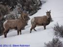 Bighorn_IV_-_GSR-0337.jpg