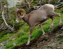 Bighorn_Ram_D700_0959_14x11.jpg