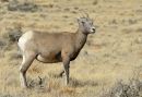 Bighorn_Sheep_female_web1000sr72_ARC_0857.jpg