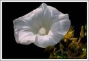 Bindweed1.jpg