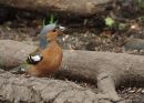 Bird4.jpg