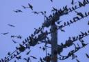 BirdWire1.jpg