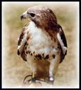 Bird_Of_Prey_1.jpg