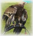 Bird_Of_Prey_11.JPG