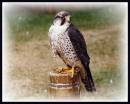 Bird_Of_Prey_2.jpg