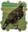 Bird_Of_Prey_21.JPG