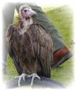 Bird_Of_Prey_3.JPG