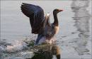 Bird_Water_in_Motion.jpg
