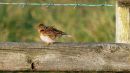 Bird_on_the_wire.jpg