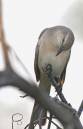 Bird_shots2_03933.jpg