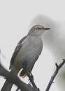 Bird_shots2_0412.jpg