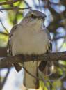 Bird_shots_0512.jpg