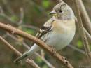 Birds-46_048a.jpg