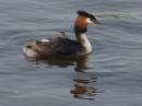 Birds-53_011.jpg