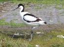 Birds-56_049.jpg