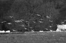 Birds_lifting_off_1.jpg